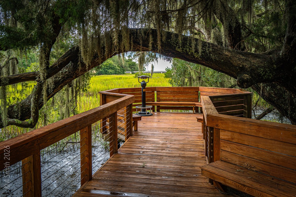 Fresh boards. The rebuilt deck over the marsh, summer 2026.