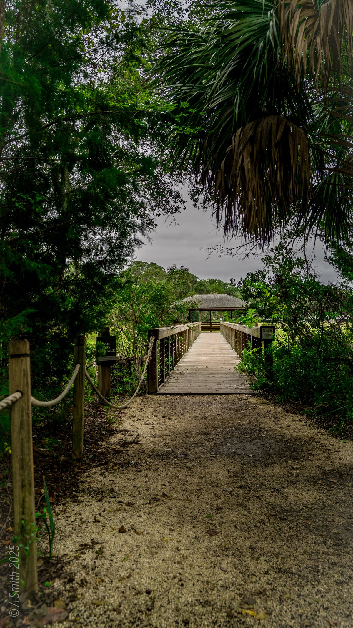 The way in. The roped path through the pines leads down to the boardwalk.