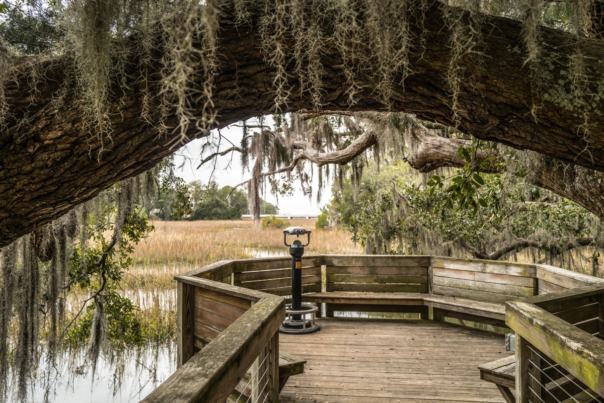 The marsh deck. Benches and a viewing scope on the deck, framed by a low oak limb.