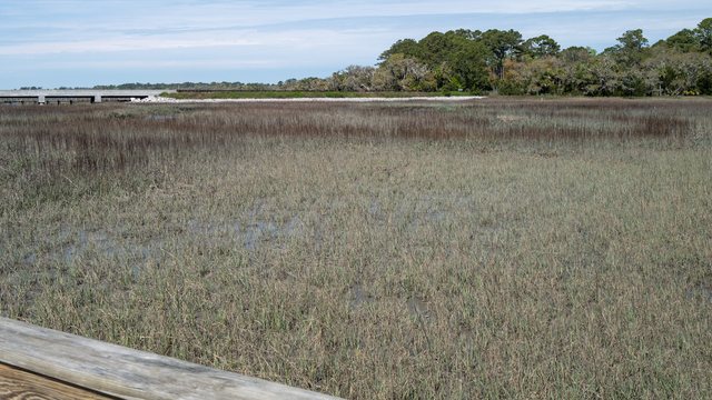 The marsh, wide.