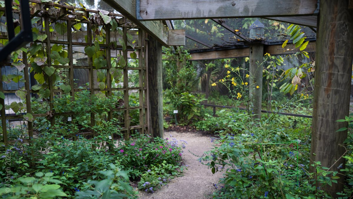 Inside the habitat. The screened garden path winds through nectar plants, butterflies on the wing around it.