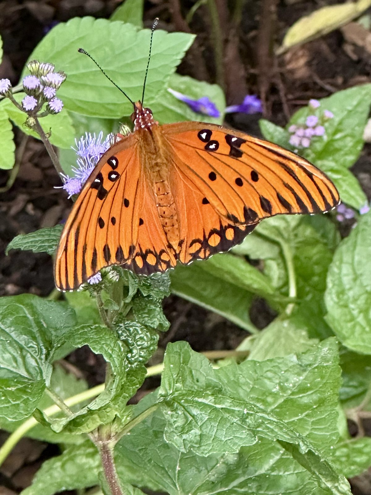 Gulf fritillary. A gulf fritillary works the mistflowers — the habitat’s most photographed resident.