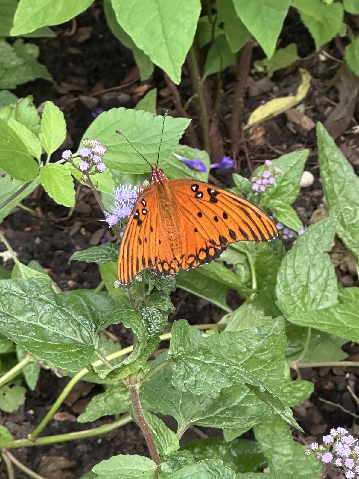 Up close. Orange wings, black spots, silver underneath — the fritillary at rest.