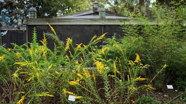 Goldenrod out front.