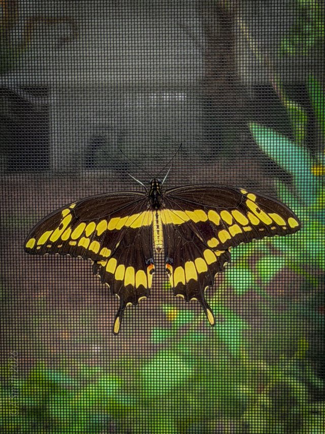 Giant swallowtail.