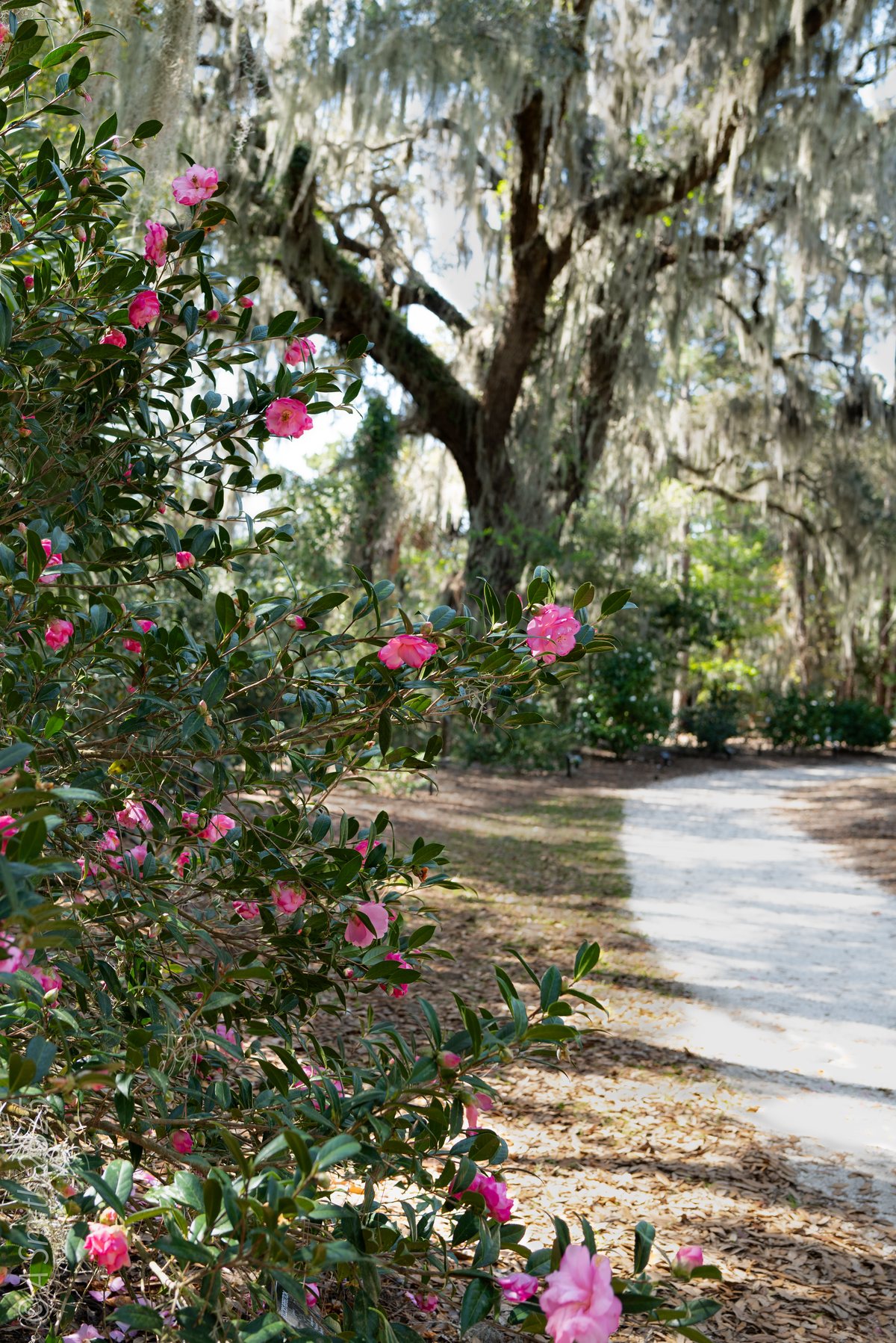 Camellias on the path. A loaded camellia bush leans over the garden path.