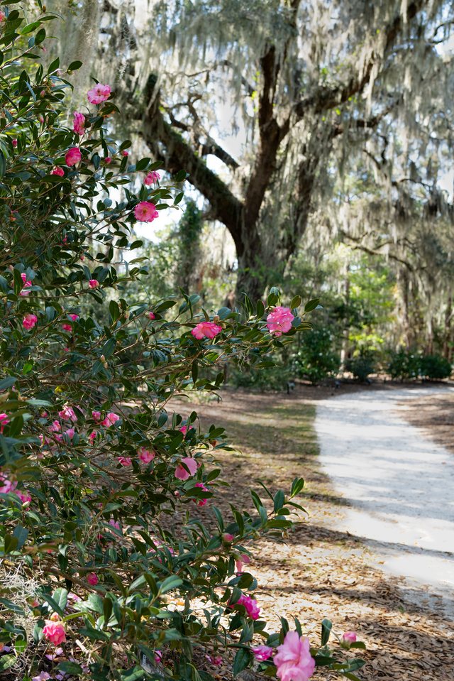 Camellias on the path. A loaded camellia bush leans over the garden path.