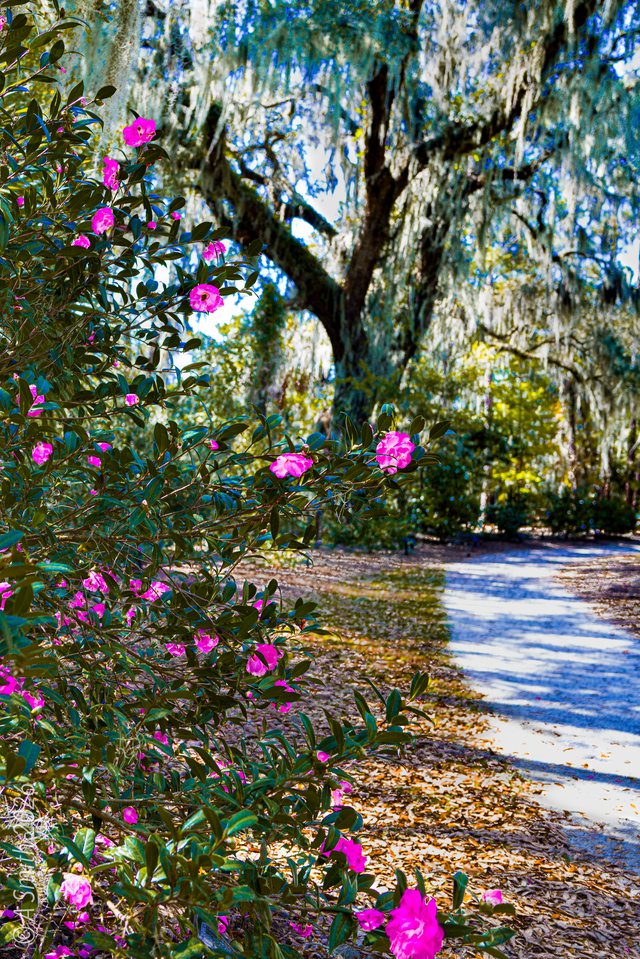 Azaleas along the path.