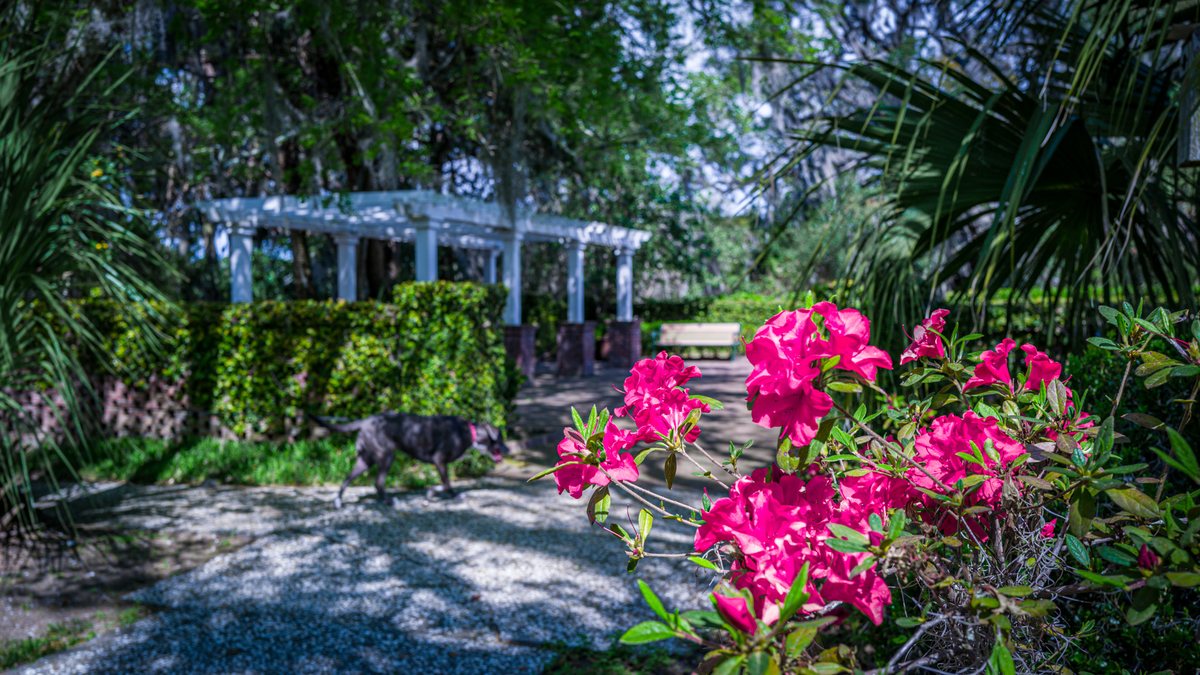 Azaleas at the pergola. Pink azaleas bloom in front of the garden pergola.
