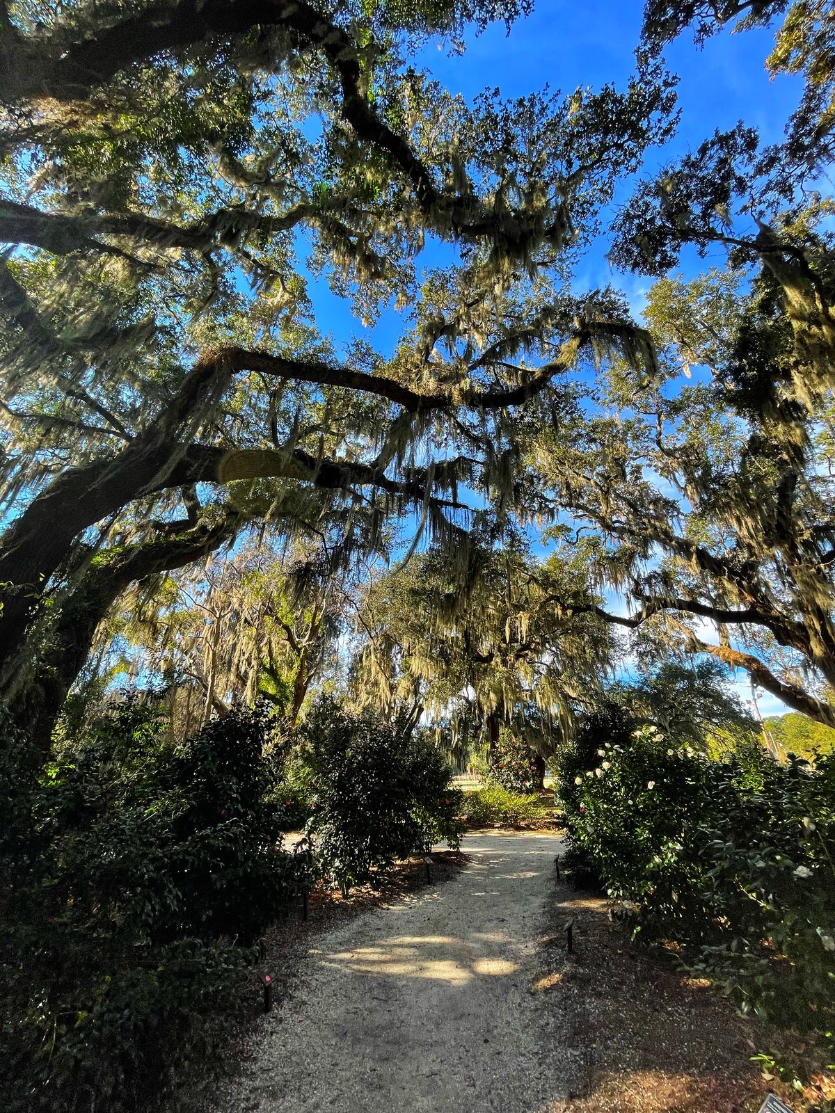 The garden path. Down the path through the camellias, blue sky through the oaks.