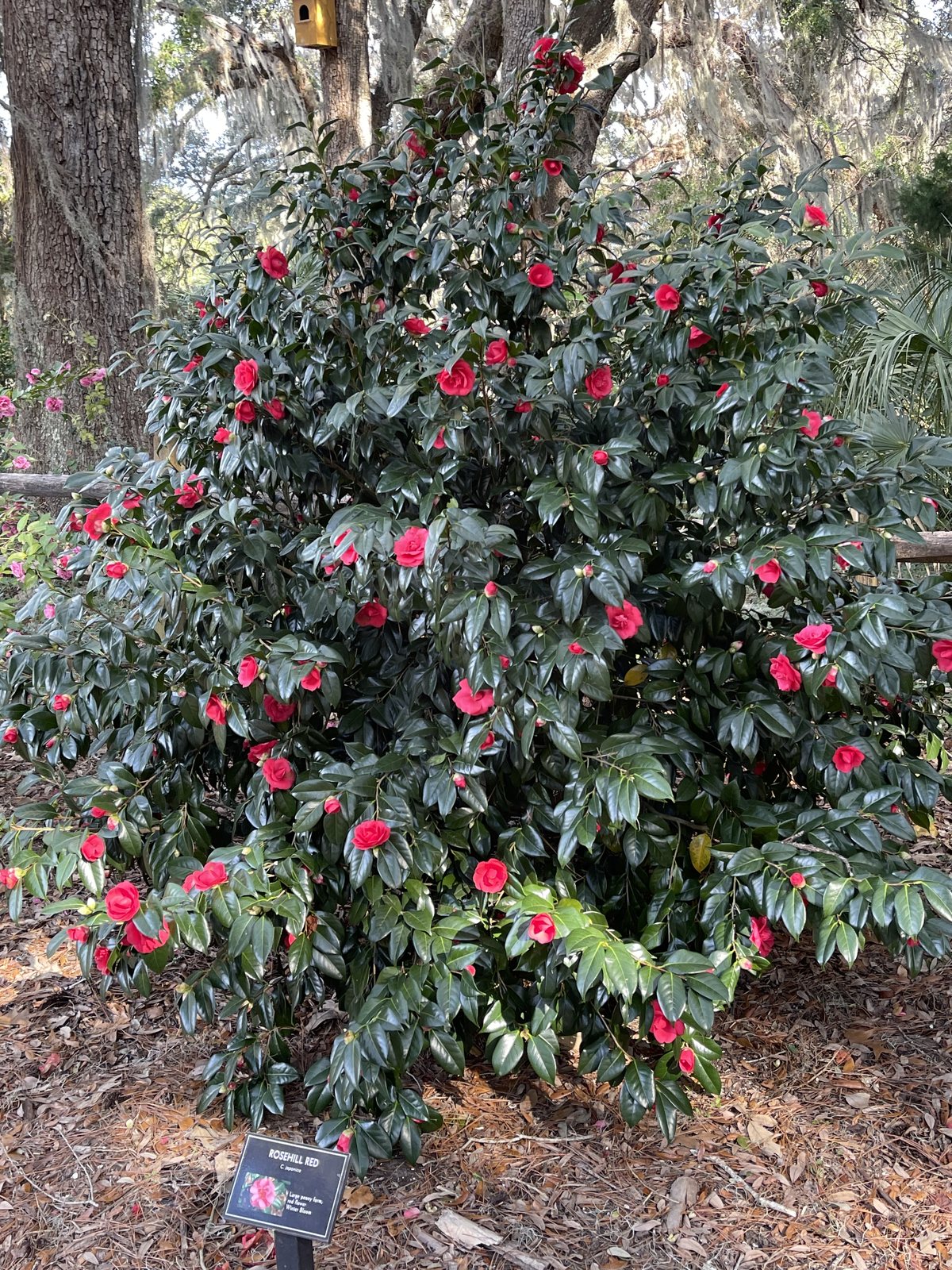 A labeled bush. Plant labels mark the varieties — this garden is a living collection.
