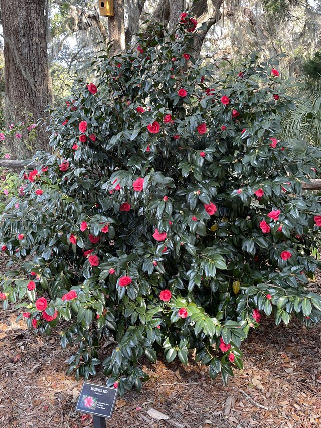 A labeled bush.