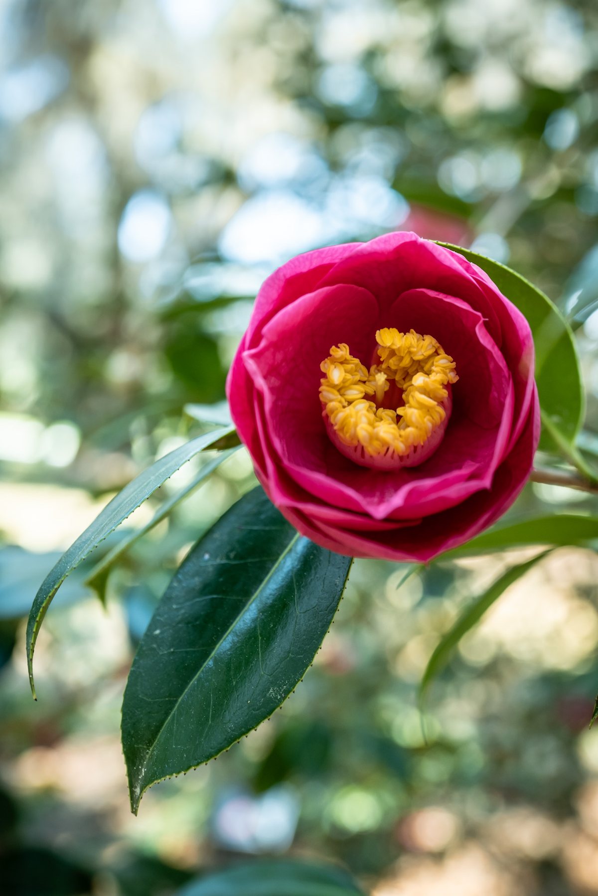 One bloom. A single camellia, pink petals around a gold center.