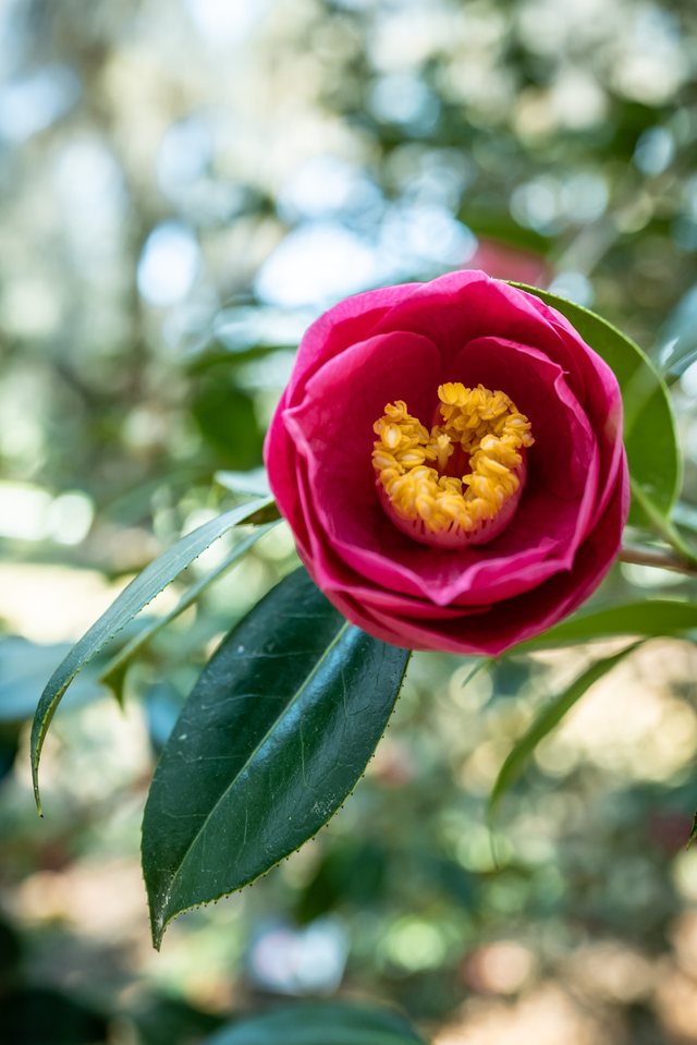 One bloom.
