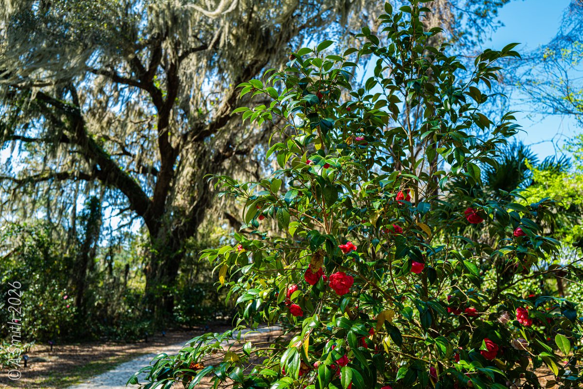 Red camellia. A camellia bush in full red bloom, summer light on the leaves.