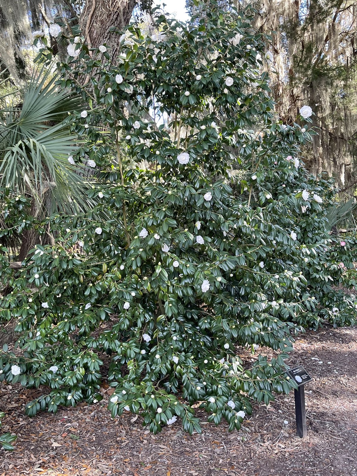 White camellia. A white-flowering camellia in the winter garden.