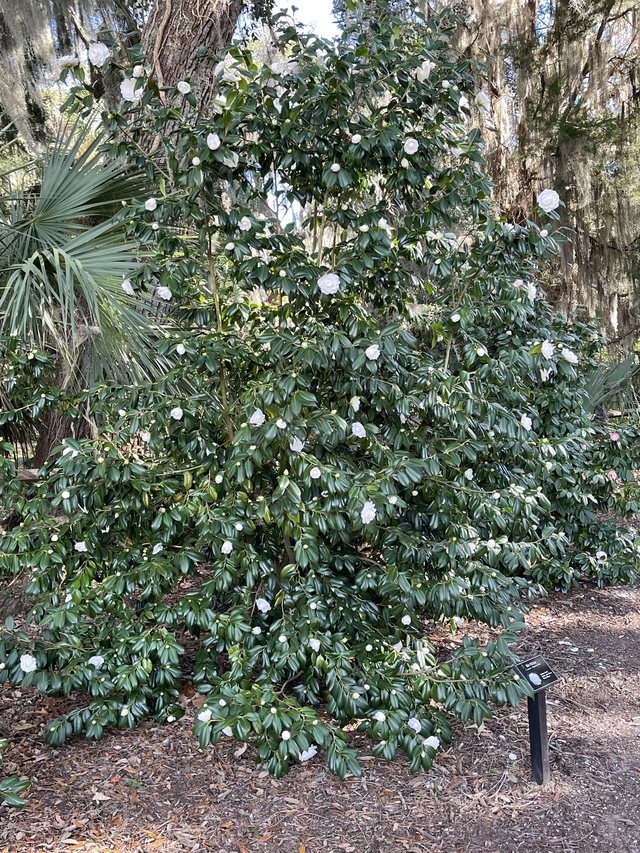 White camellia.