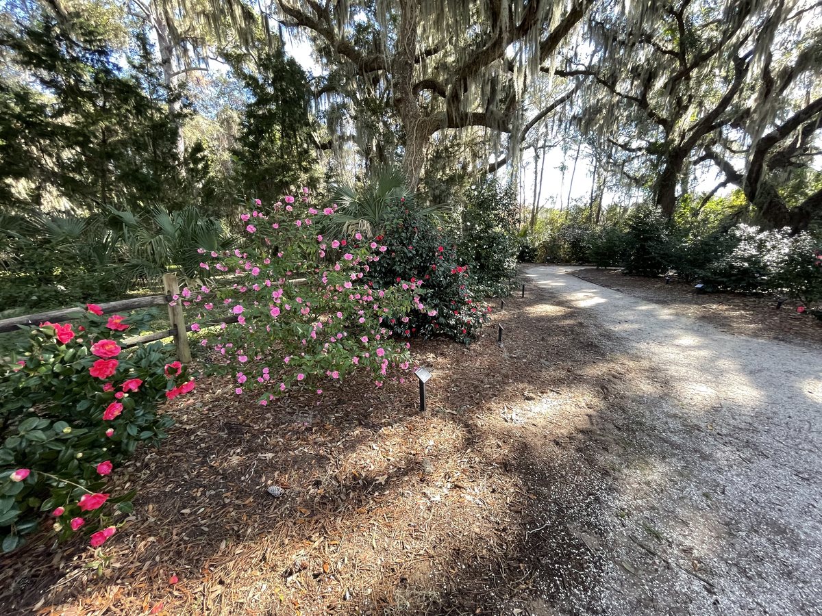 Winter blooms. Camellias flowering along the path in January — this garden blooms when everything else sleeps.