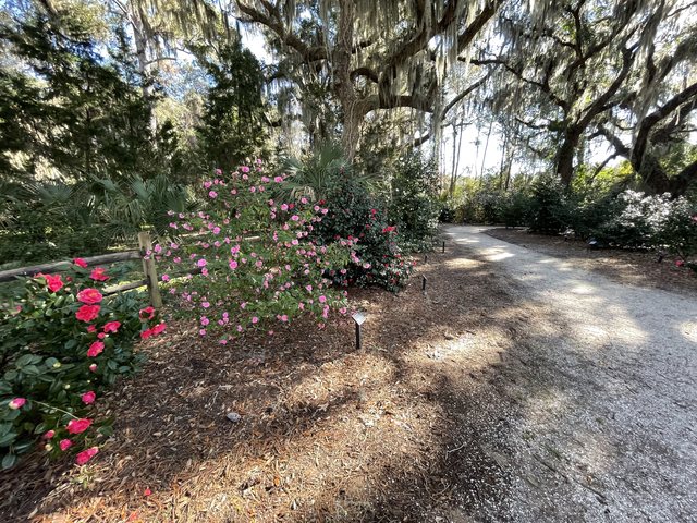 Winter blooms.