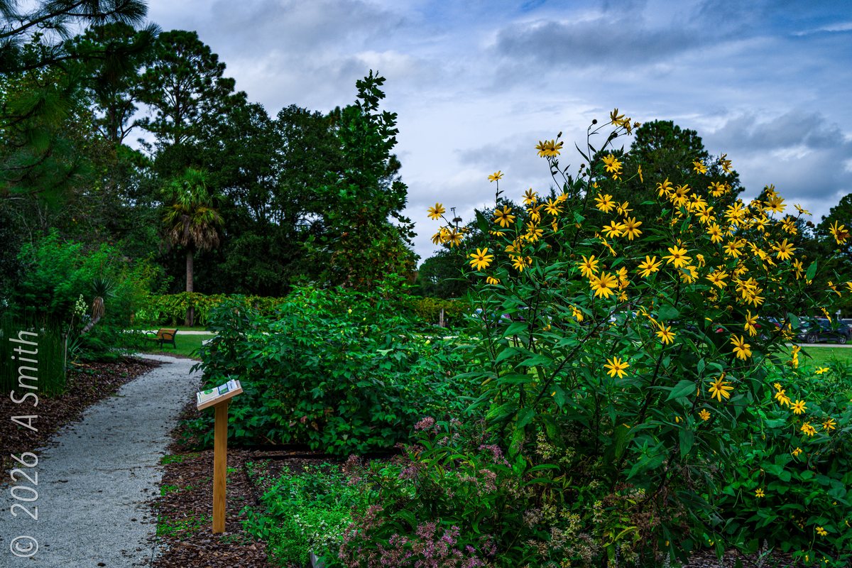 Yellow in the garden. Yellow blooms along the path by the garden sign.