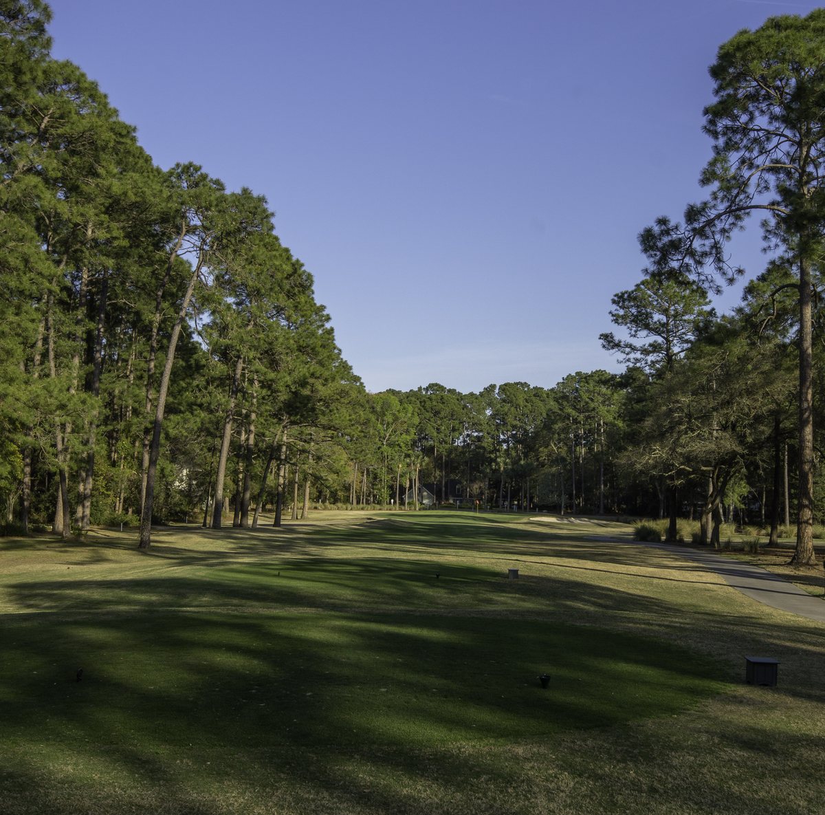 North Course, Hole 5. The par-3 5th on the North, a corridor of pines.