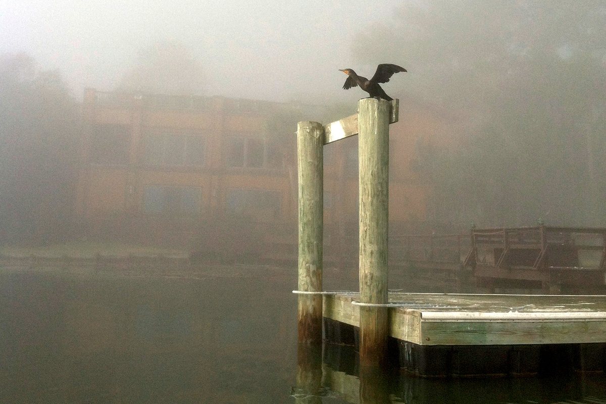 Fog on the dock. A cormorant dries its wings on a piling while the fog swallows the shore.