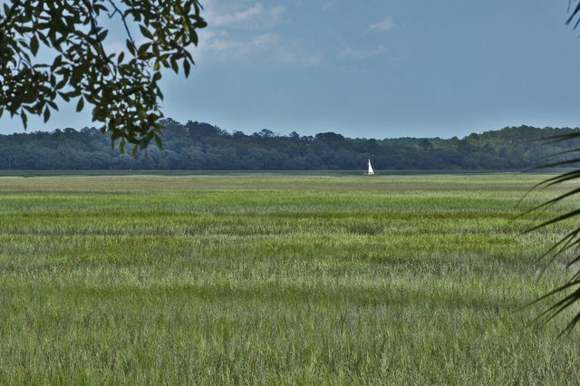 Sailboat at low tide. Low tide on the marsh, one sailboat out on the creek.