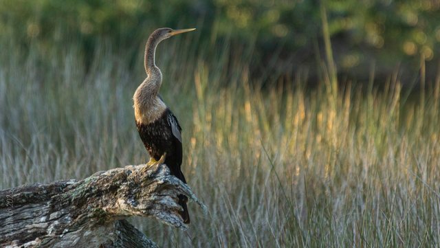 Anhinga.