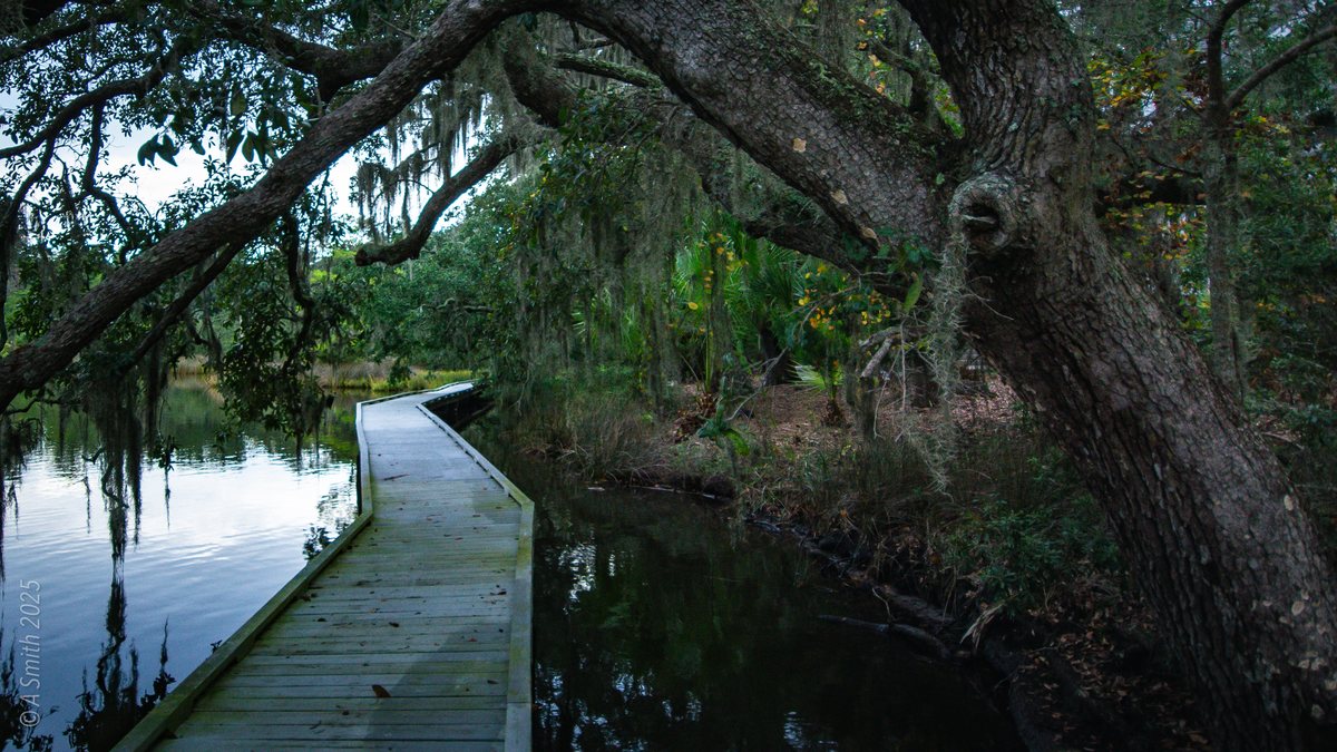 Boardwalk and oak. A giant oak leans over the boardwalk's bend.
