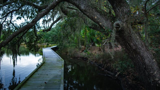 Boardwalk and oak.