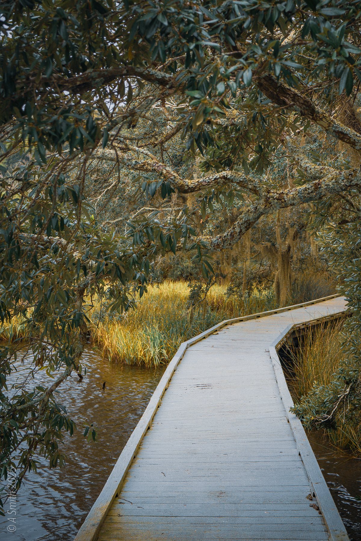 The boardwalk curve. The boardwalk curves through golden marsh grass.