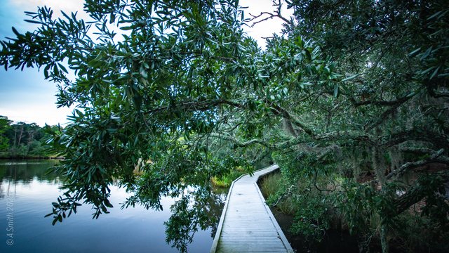 Boardwalk oaks.