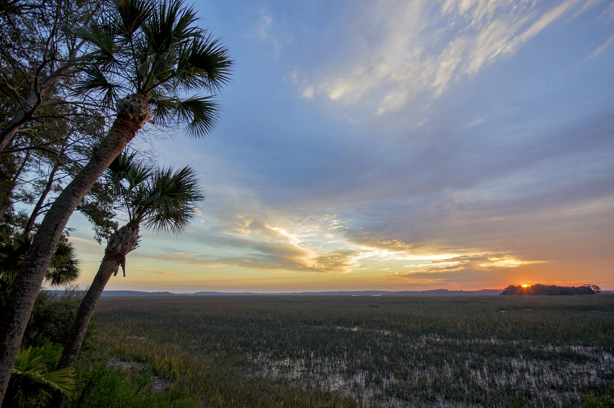 February sunrise. A February sunrise over the marsh, palms in silhouette.