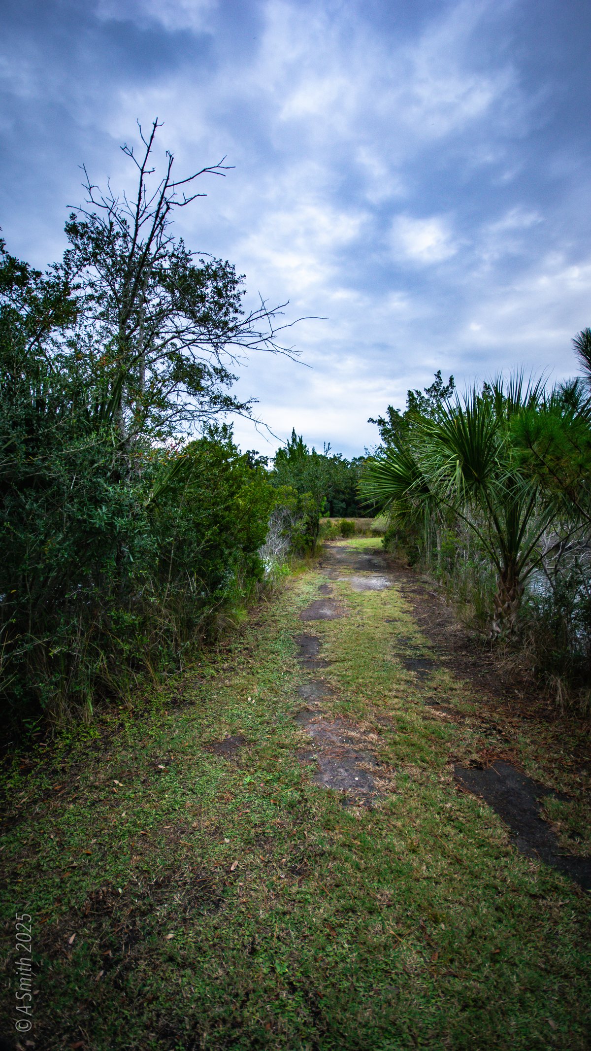 The grassy trail. A soft path through the preserve woods.