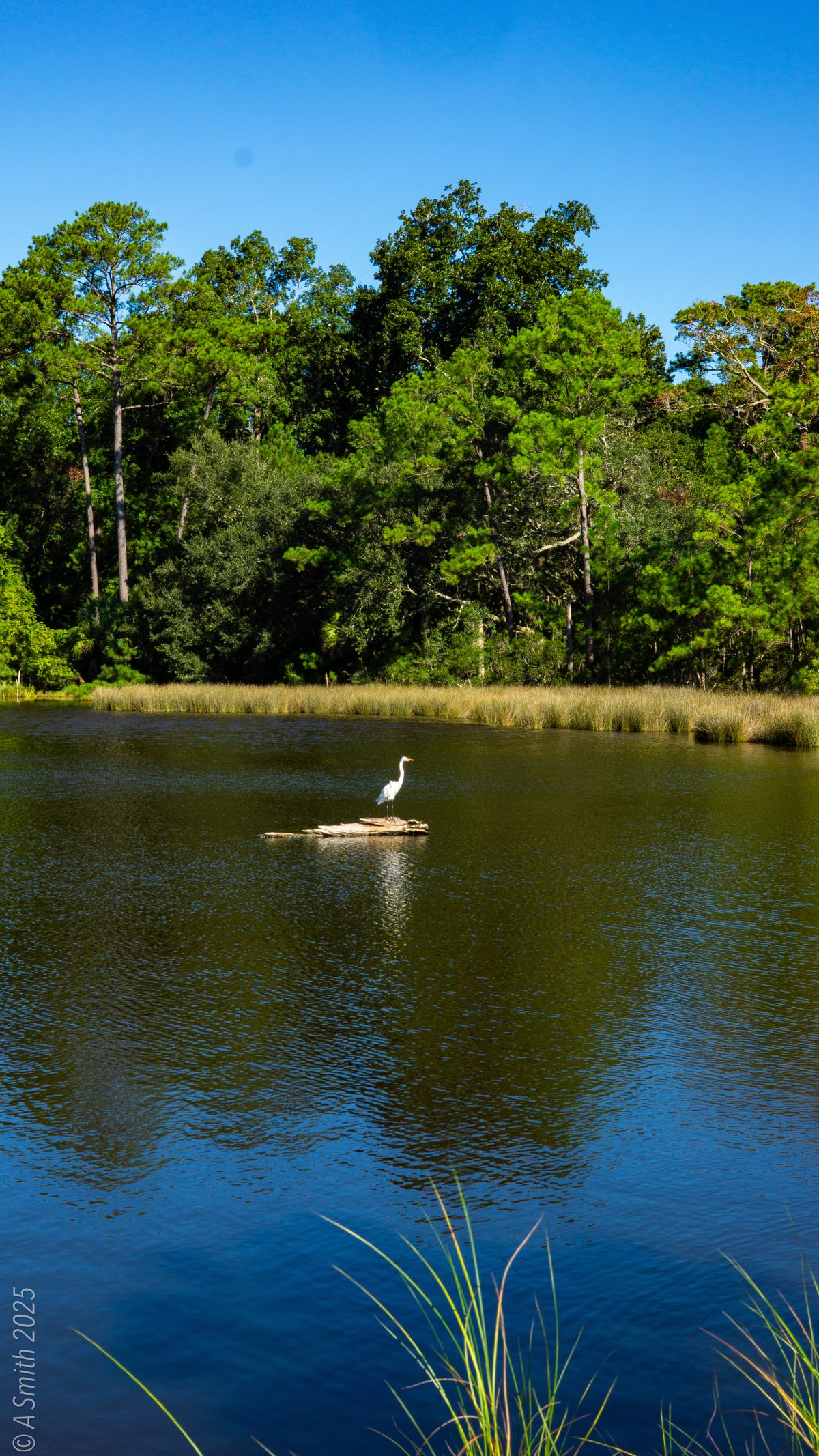 Heron on a log. A heron stands its watch on a floating log.