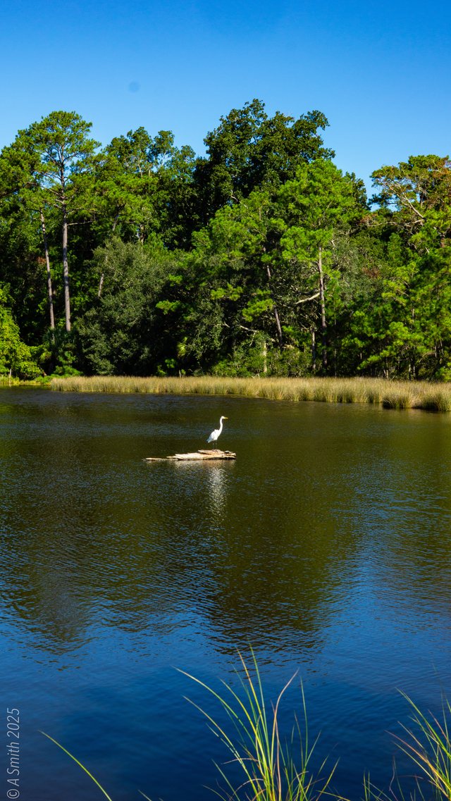 Heron on a log.