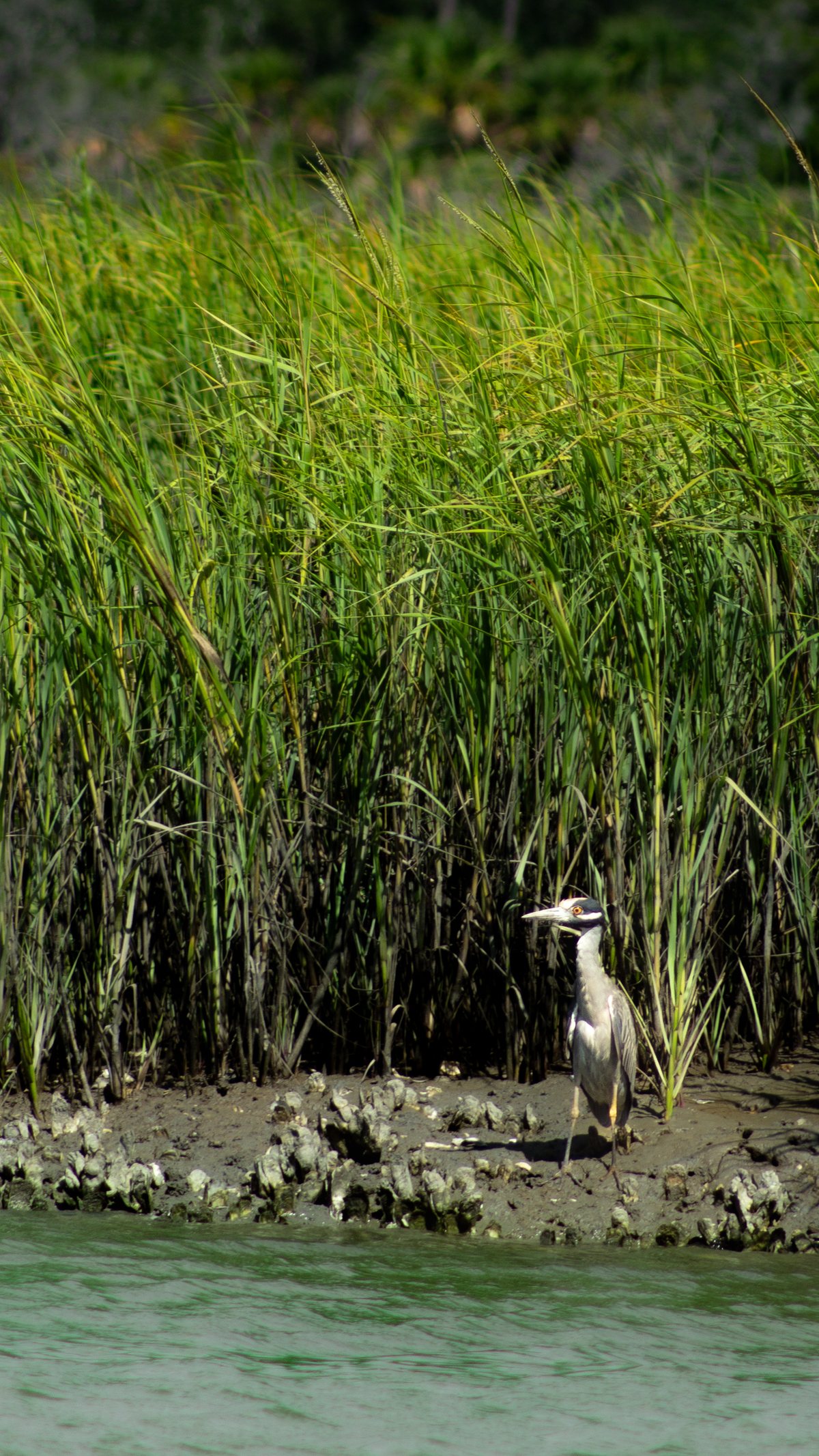 Heron on the oysters. A heron picks its way along an oyster bank.