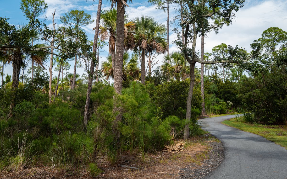 Hiking trails. Palms and pines crowd the hiking trail.