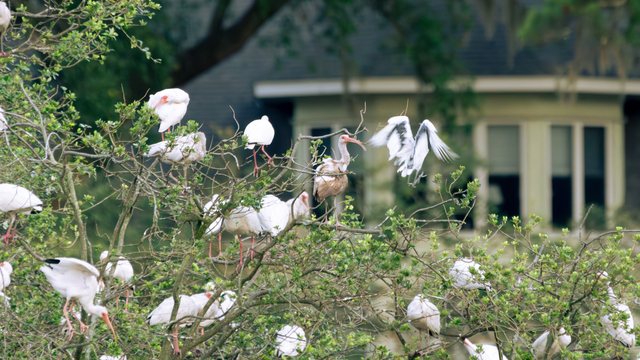 Ibis and neighbors.