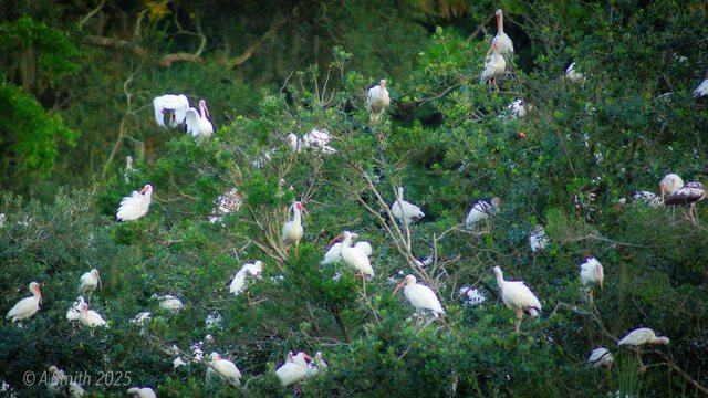 Ibis, close.