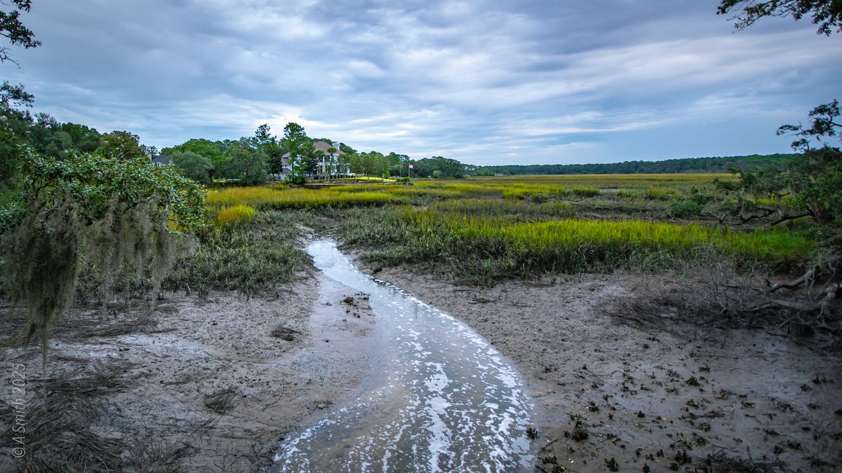 Low-tide creek. The tidal creek threads through the mudflats.