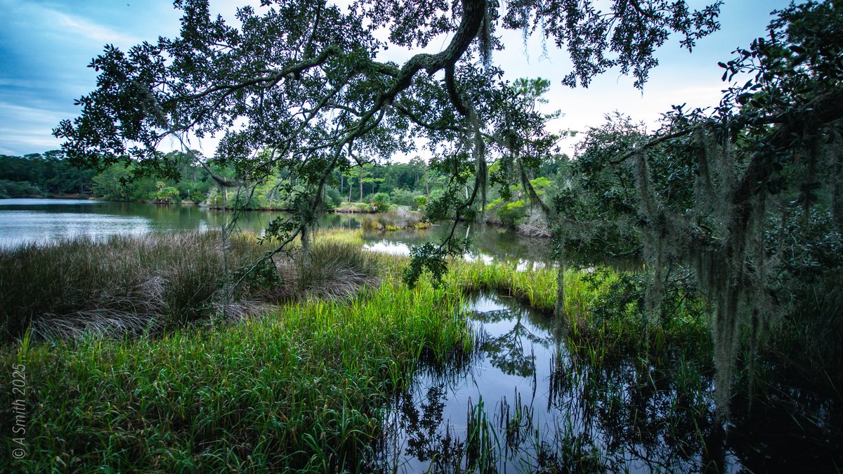 The marsh channel. A quiet channel cuts the marsh at the lake's edge.