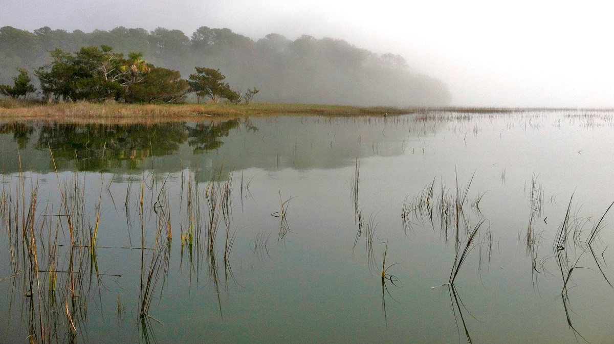 Marsh fog. Fog sits on the marsh at first light.