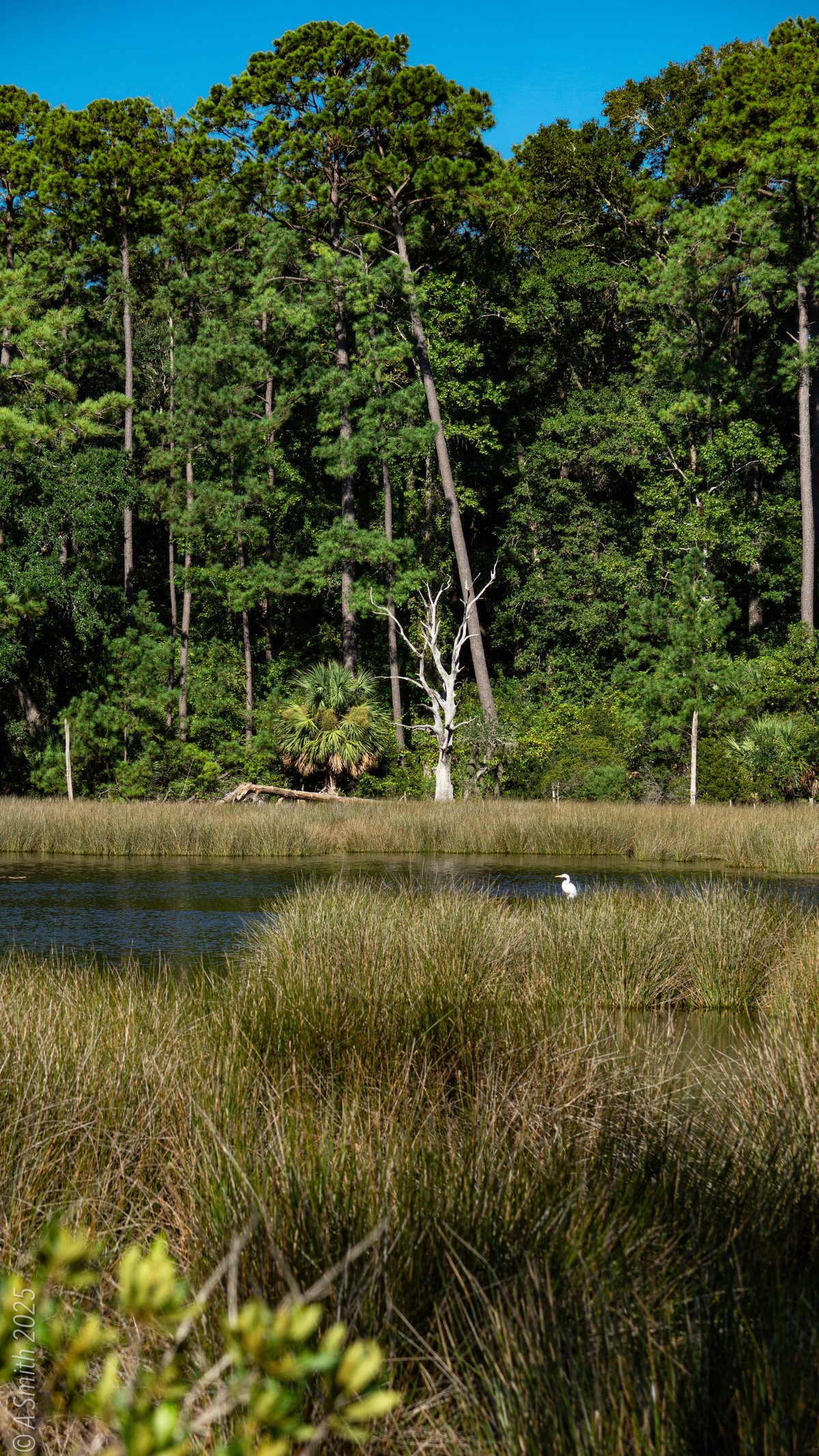 Marsh and pines. Marsh grass in front, the pine wall behind.