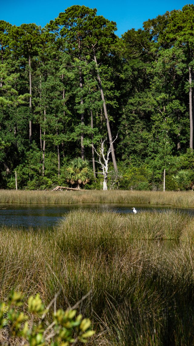 Marsh and pines.