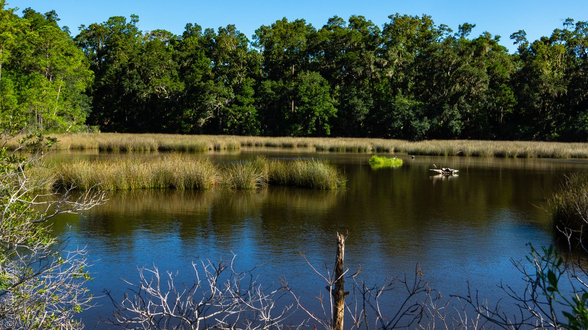 The marsh pond. Open water inside the marsh, woods all around.