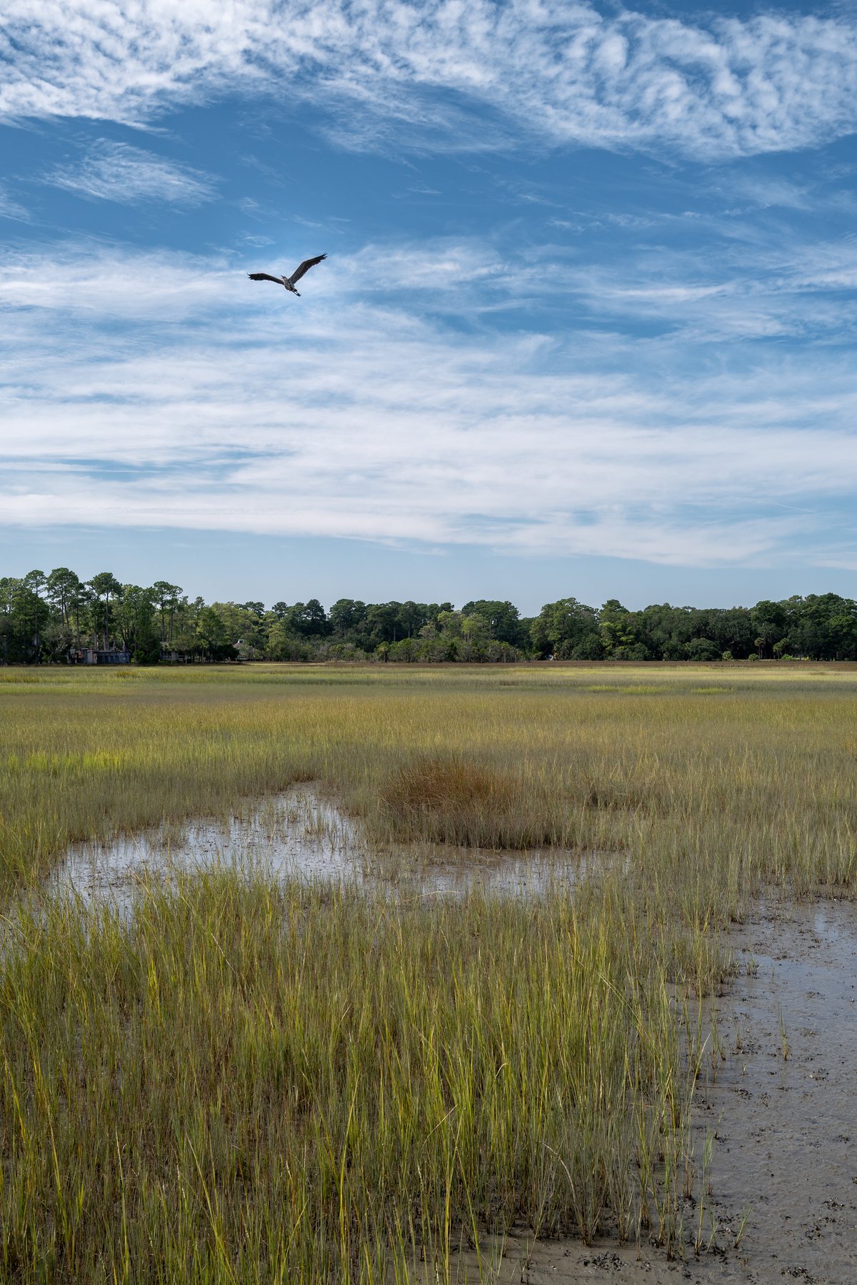 Marsh sky. A lone bird rides the sky over the open marsh.