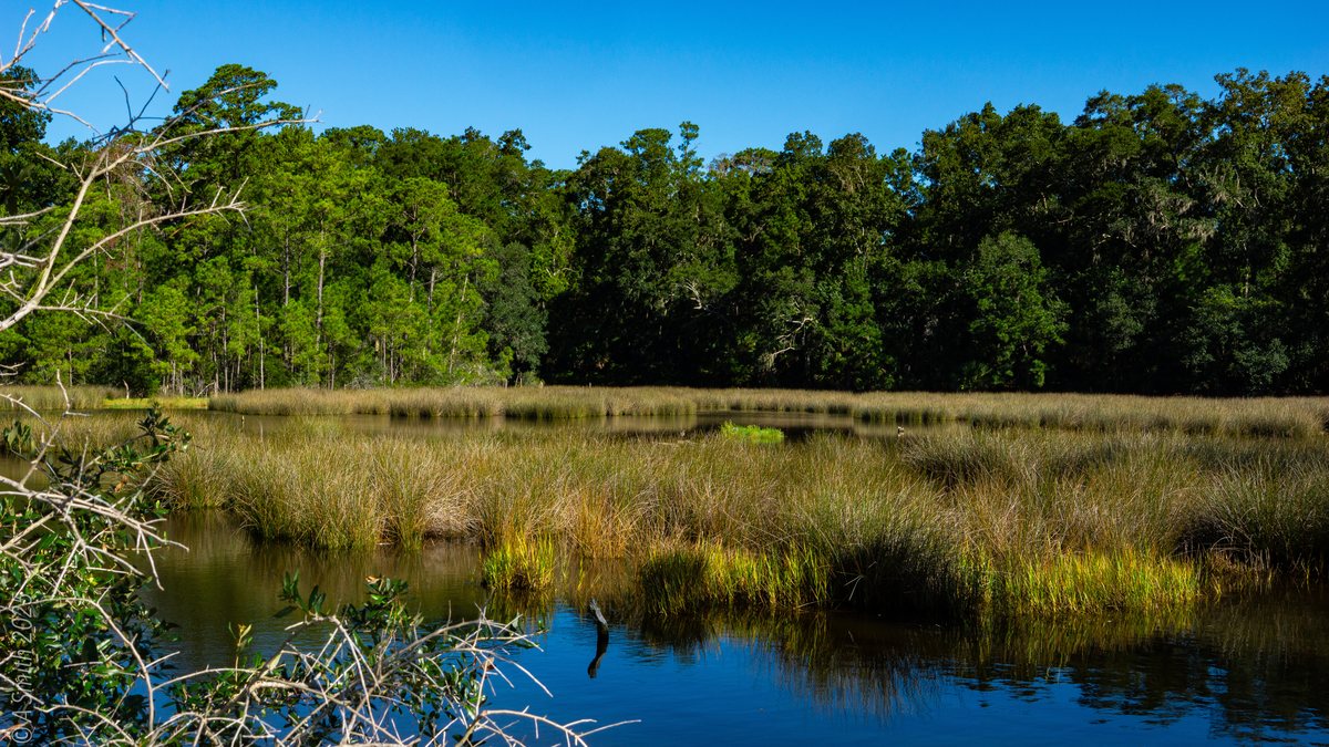 Marsh views. The marsh in full green, the creek winding through.