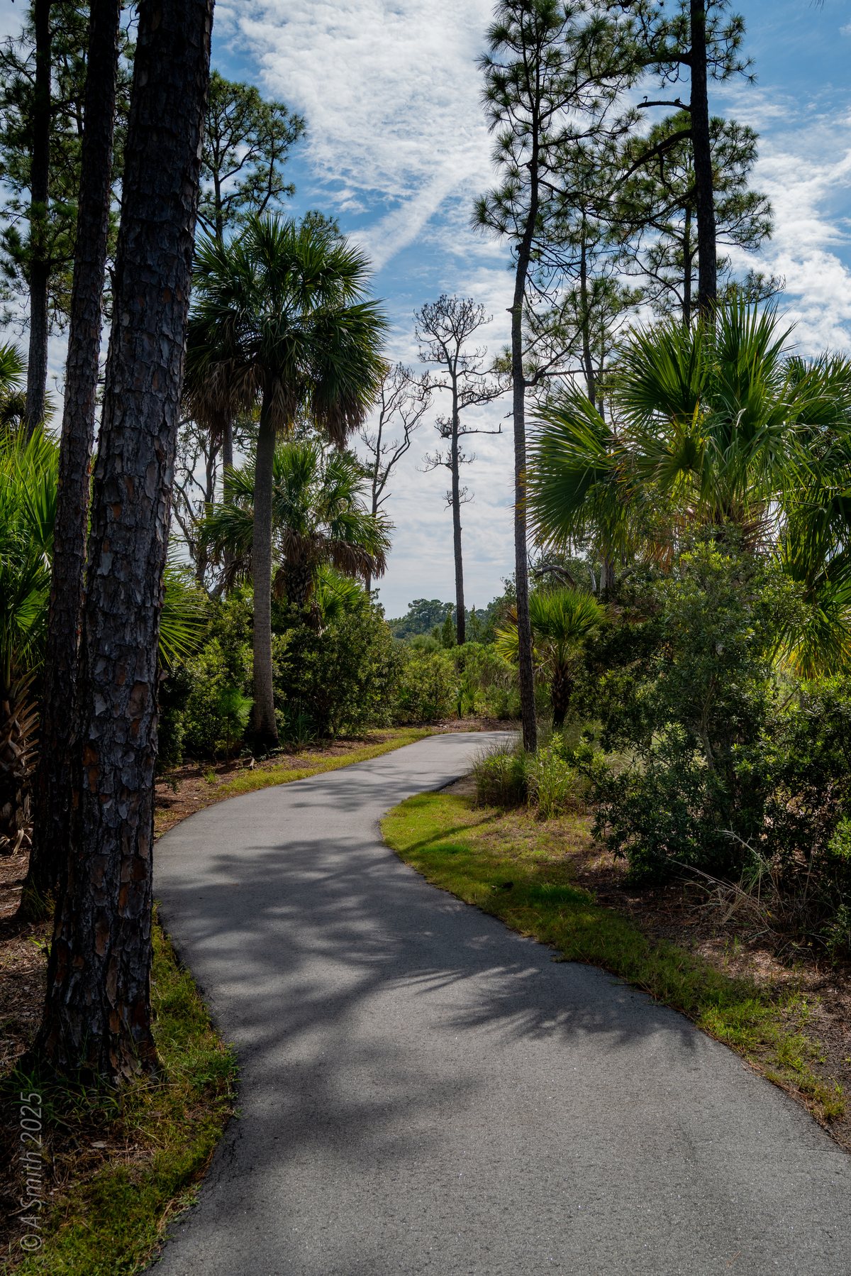 The paved trail. The paved trail in dappled light.
