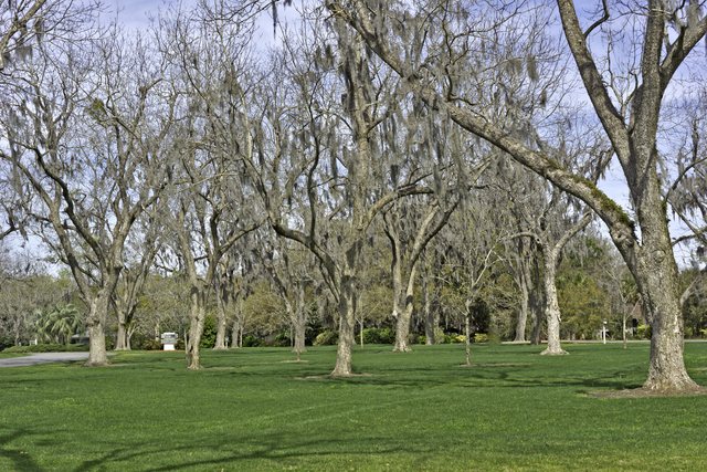 The pecan grove.